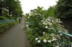 La promenade de la Kandagawa