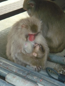Singes dans la montagne à Miyajima, Japon