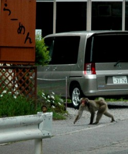 Singes à Chuzenji à Nikko au Japon